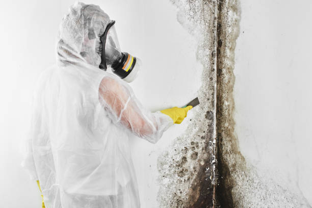 Best Attic Mold Removal  in Bright, IN