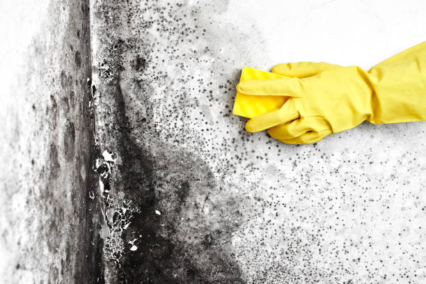 Best Crawl Space Mold Removal  in Bright, IN