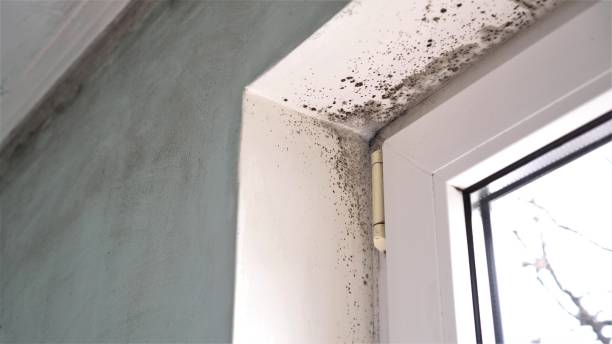 Professional Mold Removal in Bright, IN