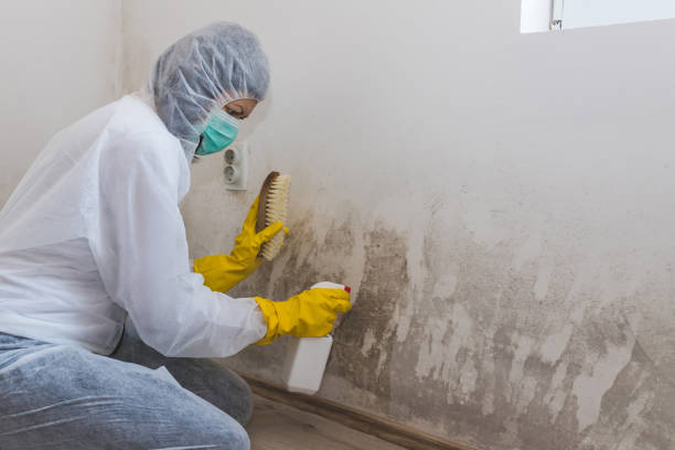 Best Crawl Space Mold Removal  in Bright, IN