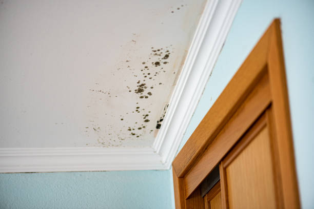 Best Home Mold Removal  in Bright, IN