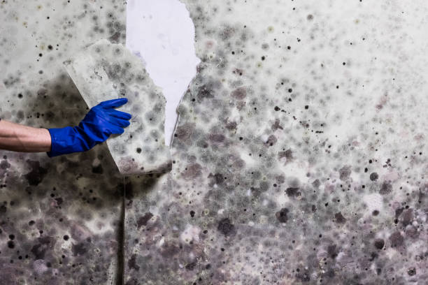 Best Mold Cleaning Services  in Bright, IN